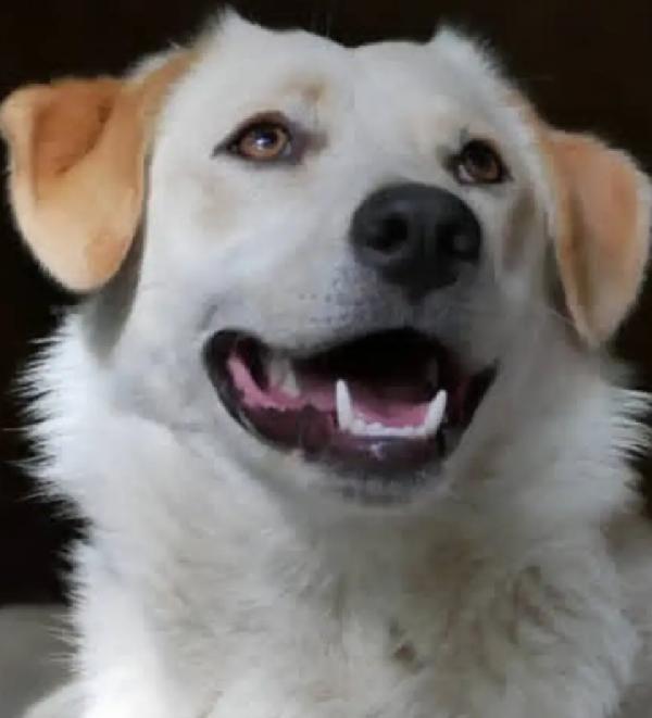 Femmina quasi 2anni tg media salvata da 1lager Foto 2